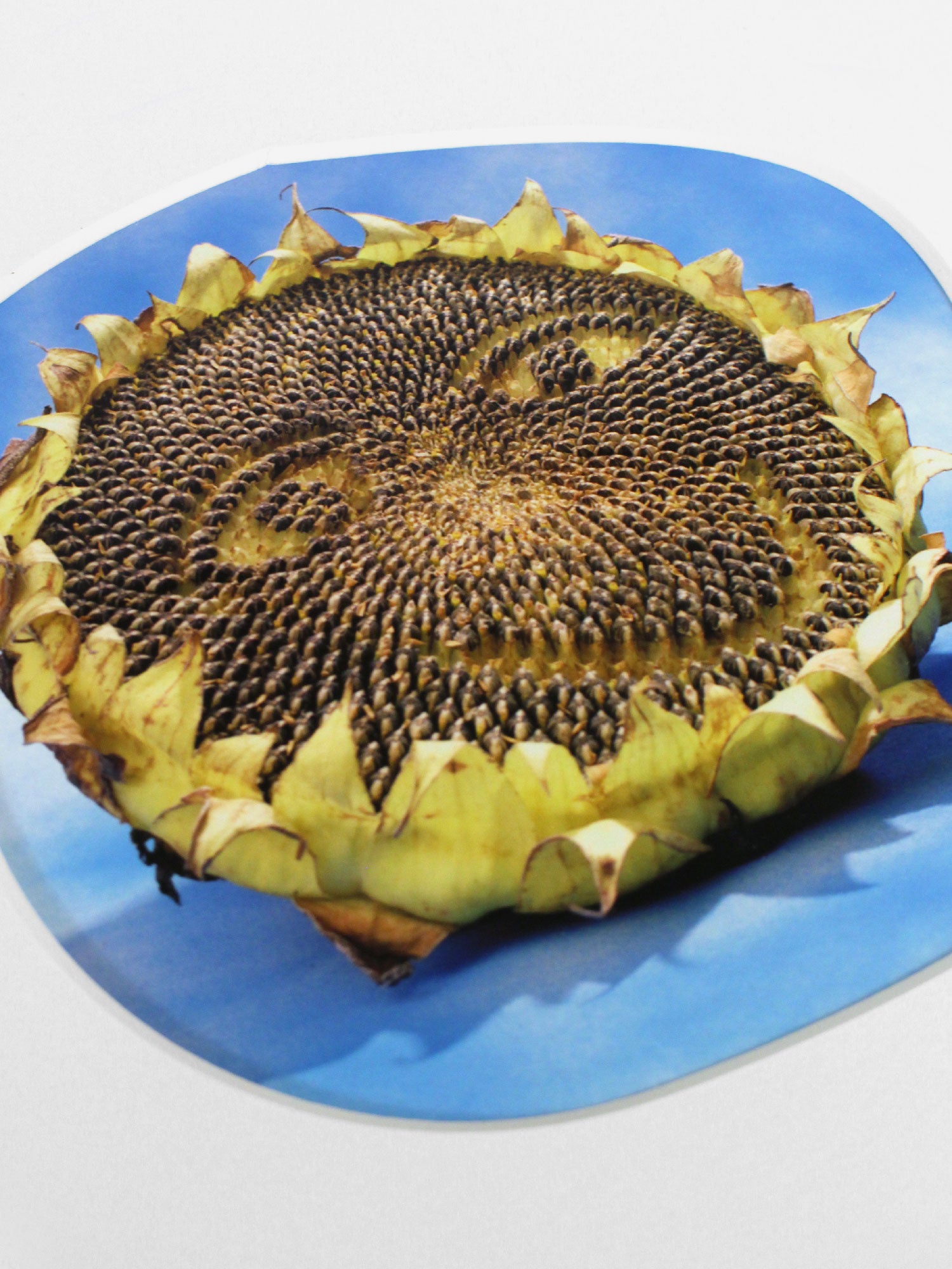 Happy (Sunflower series)