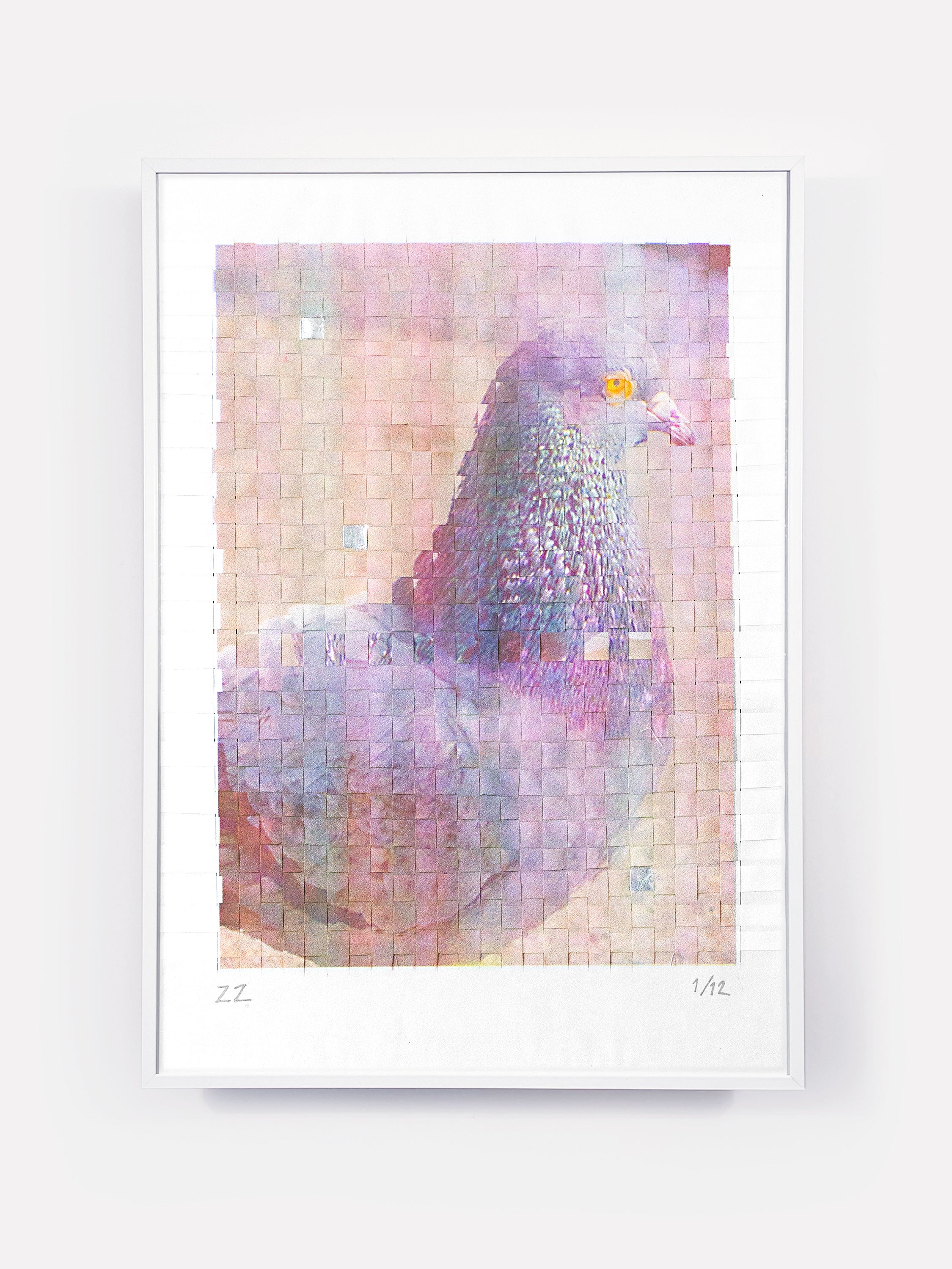 Pigeon, braided, 001