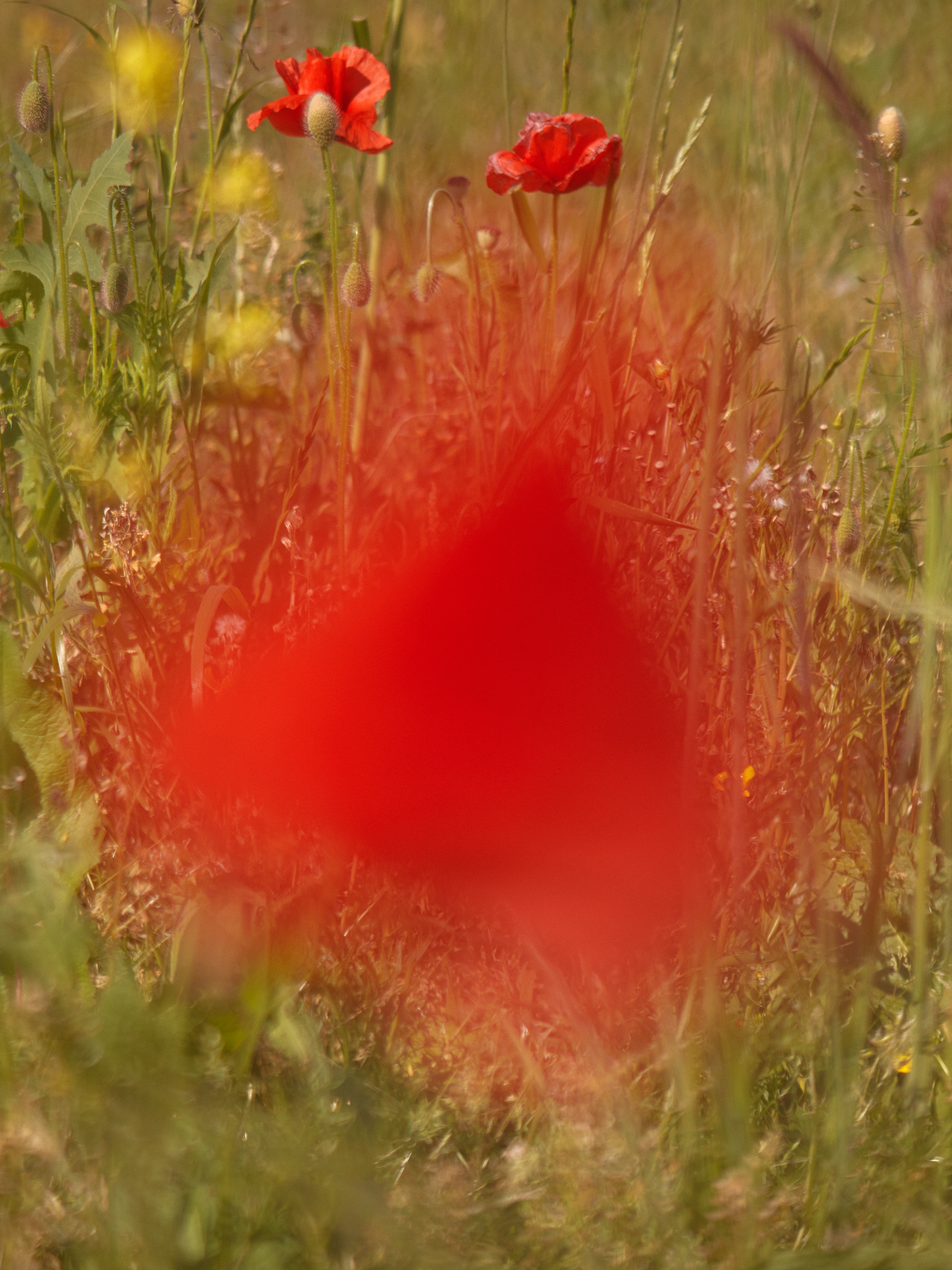 Flower Explosion #2